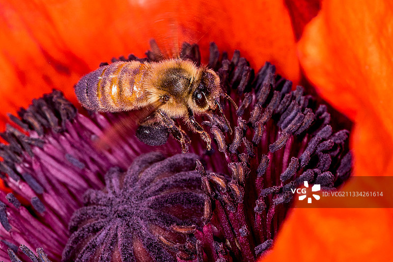 蜜蜂在花上采蜜特写，普尔曼，华盛顿州，美国图片素材