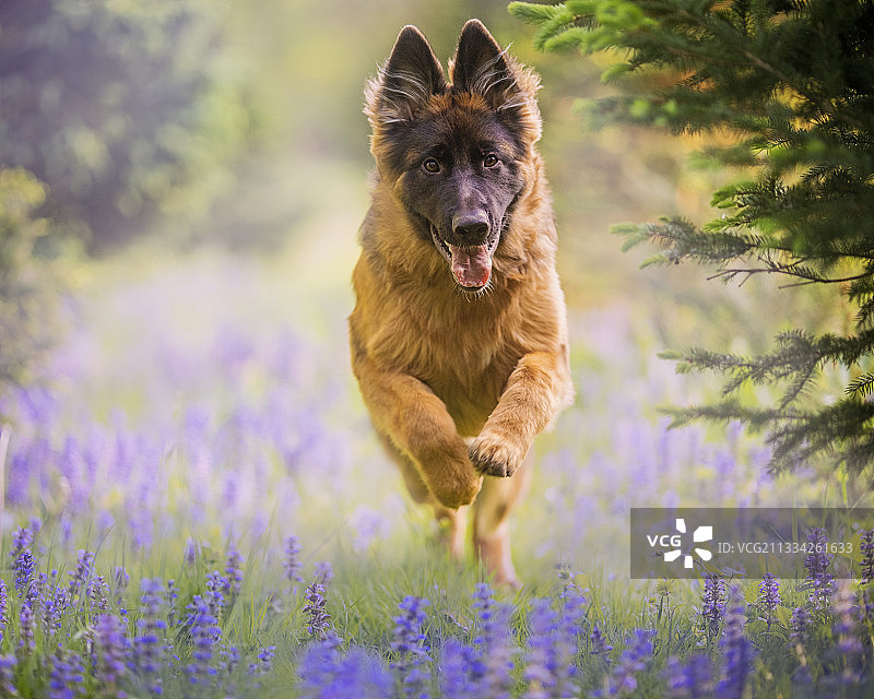 田野上奔跑的纯种犬特写图片素材
