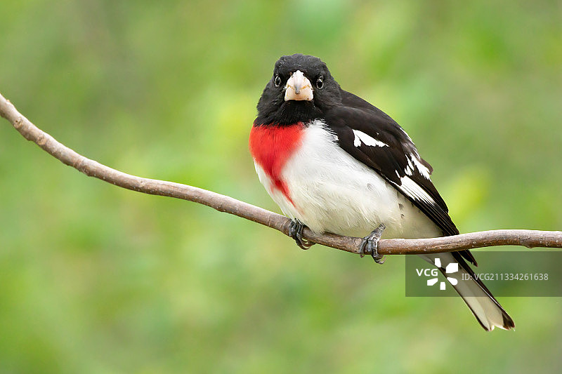 加拿大安大略省伦敦市，栖息在树枝上的松雀特写图片素材