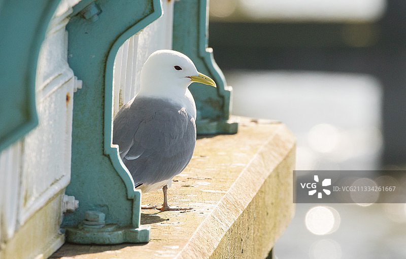 英国斯旺西海鸥栖息在栏杆上的特写图片素材