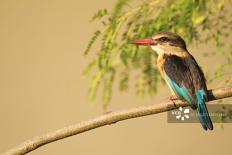 南非翠鸟栖息于树枝特写图片素材