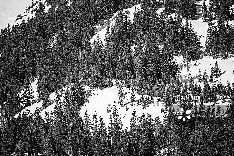 科罗拉多州白杨林松树全景图片素材