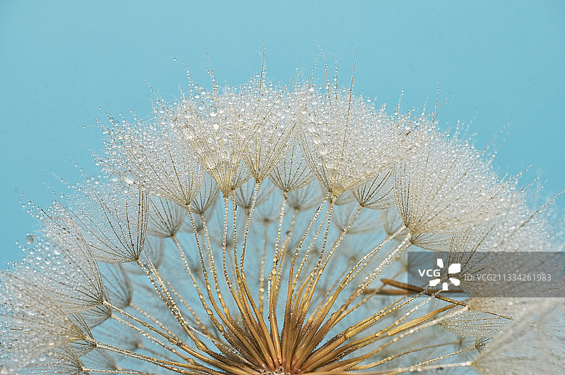 蓝天下蒲公英的特写图片素材