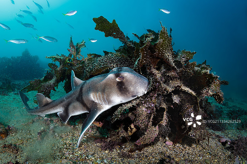 海中鲨鱼图片素材
