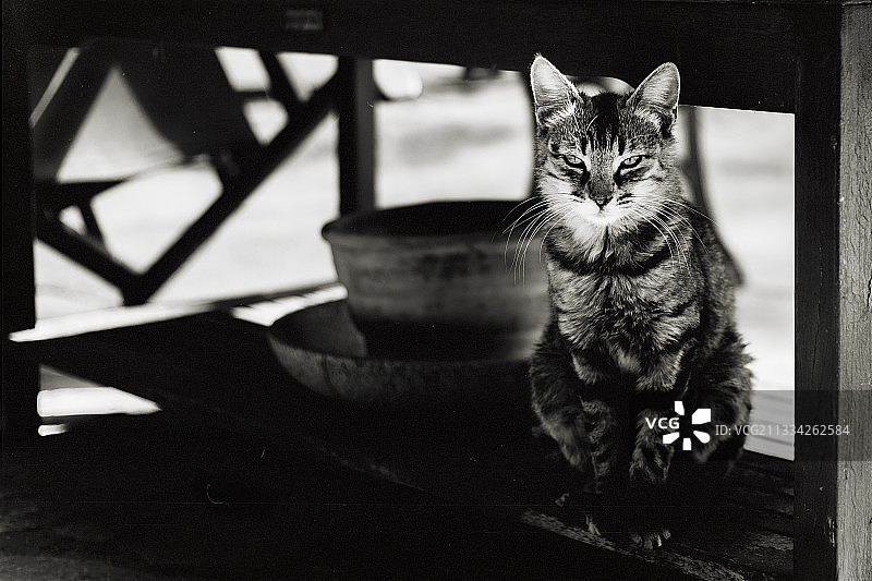 坐在椅子上的猫的画像图片素材