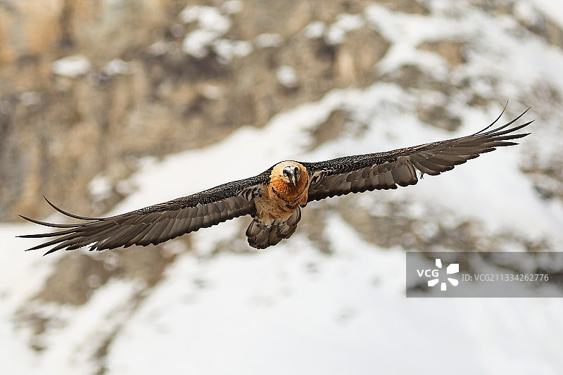 飞越白雪皑皑的田野的鹰的特写，法国图片素材
