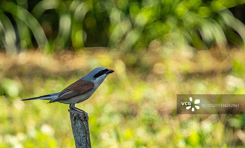 栖息在木头上的鸟类特写，格鲁吉亚古里亚图片素材