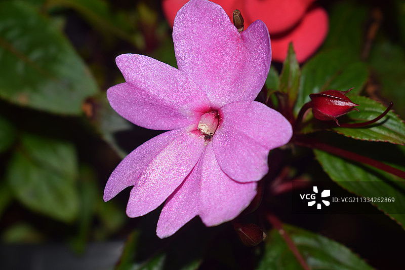 粉色植物特写，印度西孟加拉邦图片素材