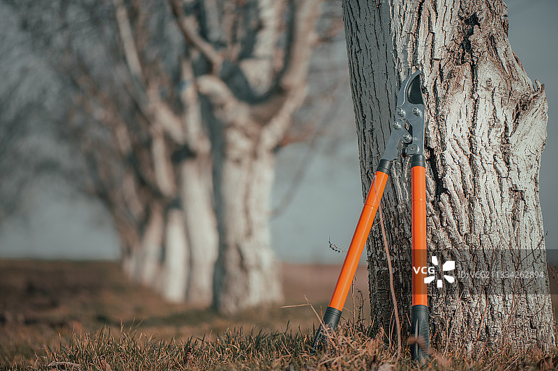 塞尔维亚果园中靠在核桃树上的伸缩棘轮旁路修枝剪图片素材