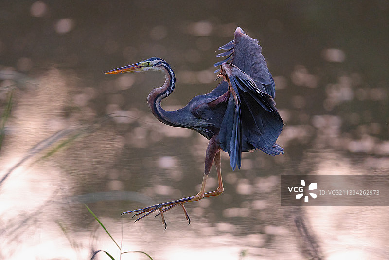 栖息在湖边的三色鹭鸟特写图片素材