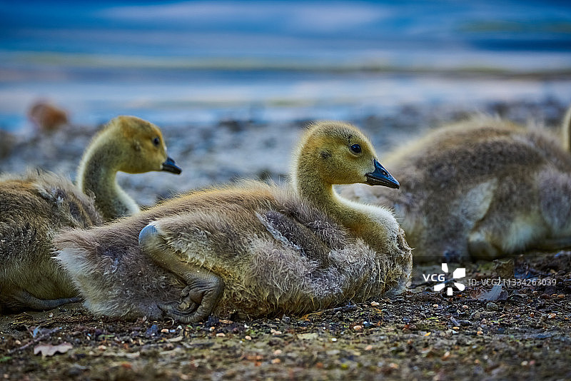 北安普顿田野上的小鸭图片素材