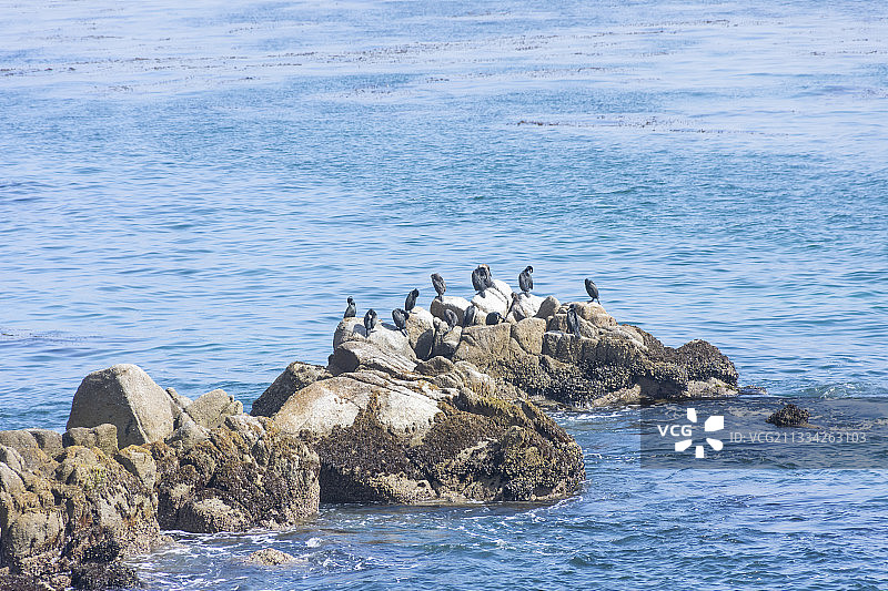 蒙特雷岩石上的鸟群（美国加利福尼亚州）图片素材