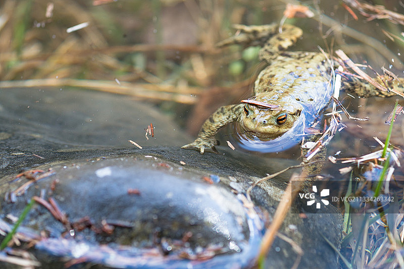 瑞士劳嫩湖池塘中普通青蛙特写图片素材