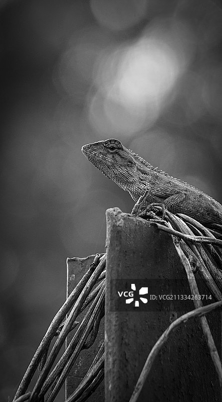 木头上的蛇怪的特写镜头图片素材