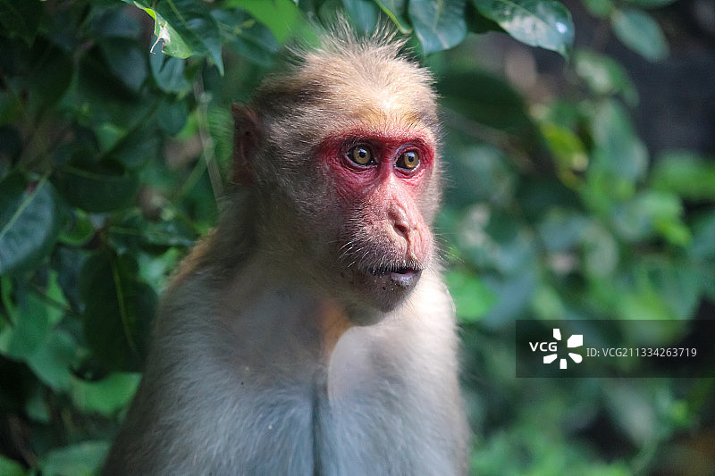 面对树林的日本猕猴特写，哥打吉里，泰米尔纳德邦，印度图片素材