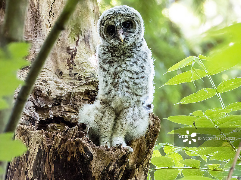 条纹猫头鹰栖息在树上特写图片素材