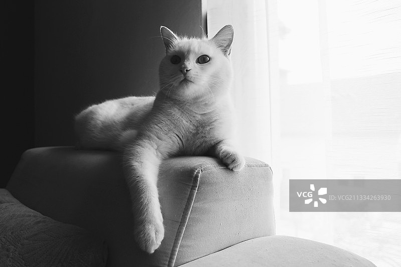 在家居沙发上坐着的猫咪特写，克罗地亚萨格勒布图片素材