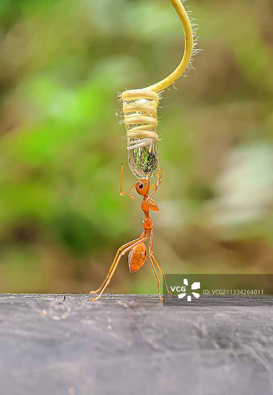 昆虫在木头上的特写图片素材