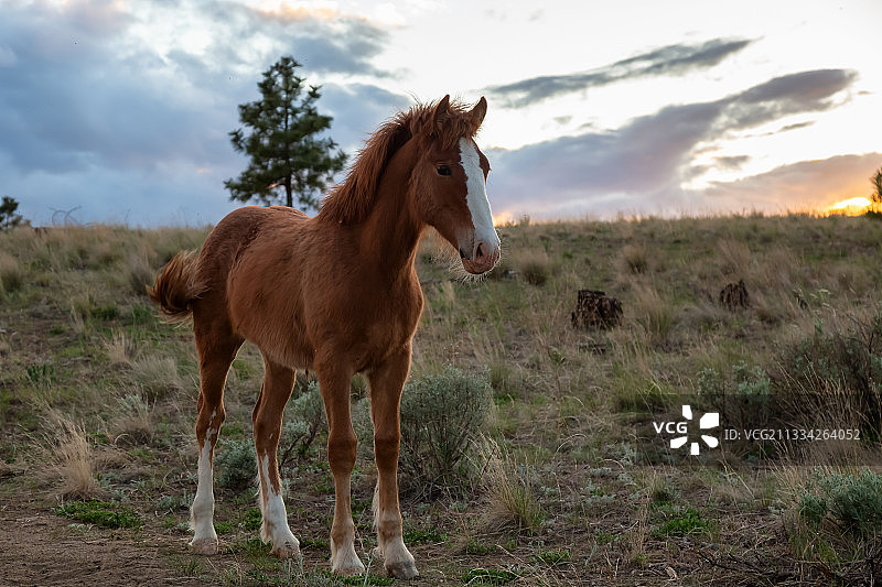 站在田野上的纯种小母马的肖像图片素材