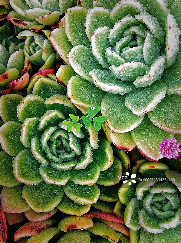 美国加利福尼亚伯克利多肉植物全景图片素材