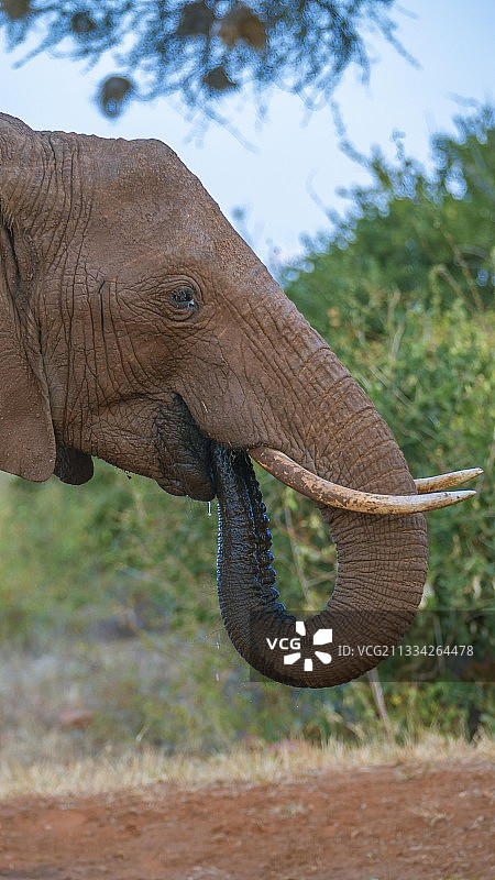 小象在田野上行走的侧视图图片素材