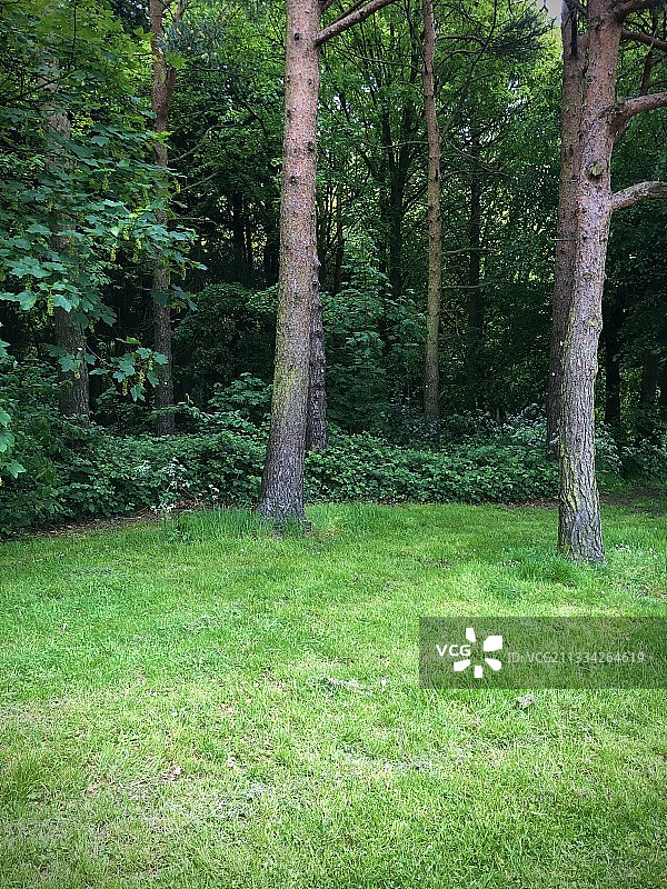 生长在森林中的树木图片素材