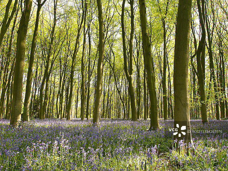 英国温彻斯特森林中的鲜花植物图片素材