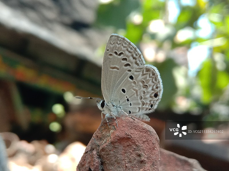 岩石上的蝴蝶特写图片素材