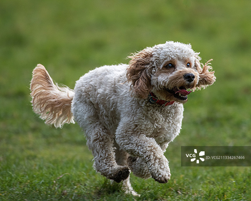 在草地上奔跑的贵宾犬，爱尔兰马拉海德图片素材