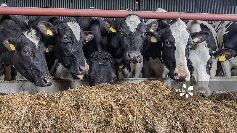 英国阿马格的奶牛养殖厂图片素材