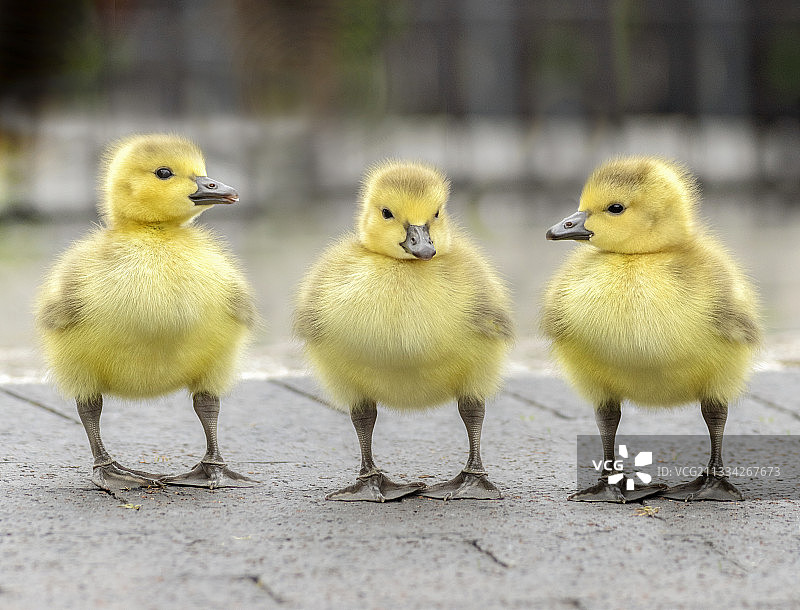 小鸭特写，英国肯特图片素材