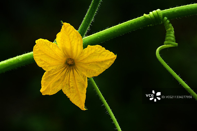 南瓜花图片素材