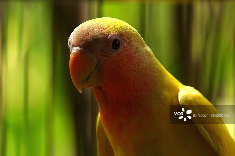 桃脸牡丹鹦鹉图片素材