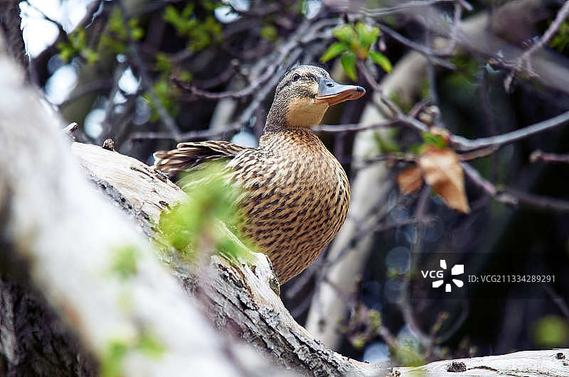 栖息在树上鸭子的特写，英国水晶宫公园图片素材
