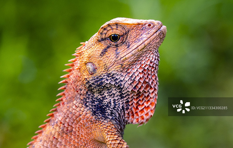 蜥蜴头部特写图片素材