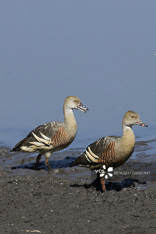 凤头鸭图片素材