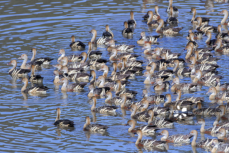 饰羽哨鸭图片素材