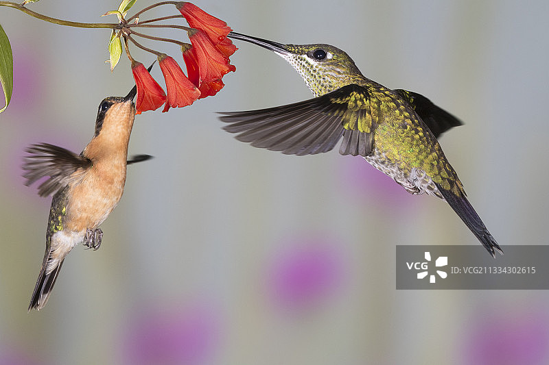 绿冠辉蜂鸟和紫喉蜂鸟雌鸟在花朵上觅食图片素材