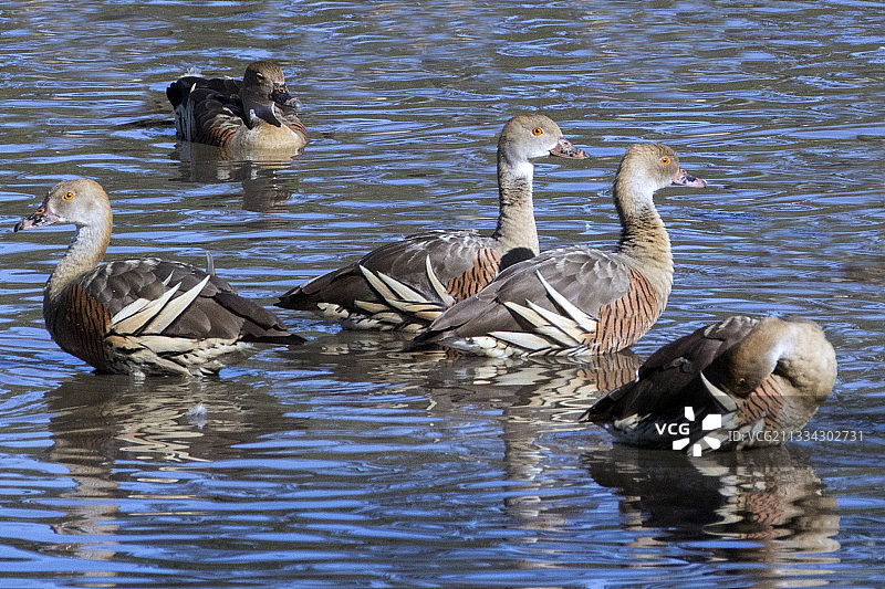 饰羽哨鸭图片素材