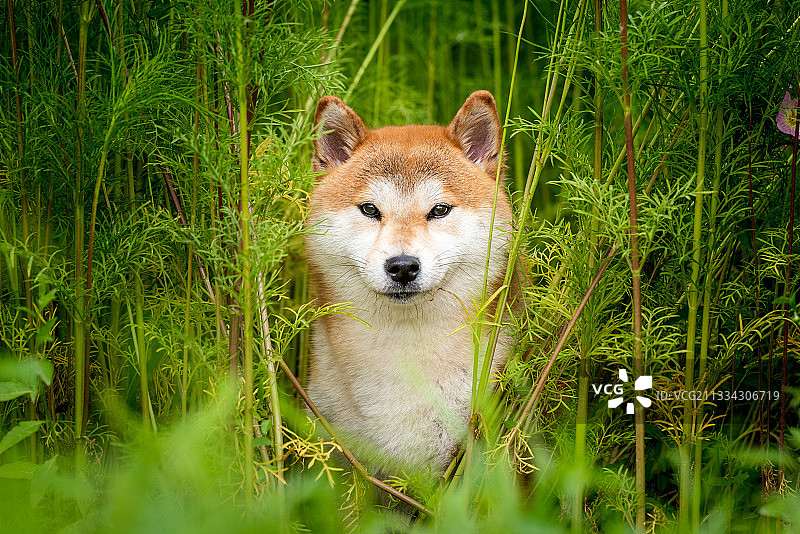 柴犬拍摄图片素材