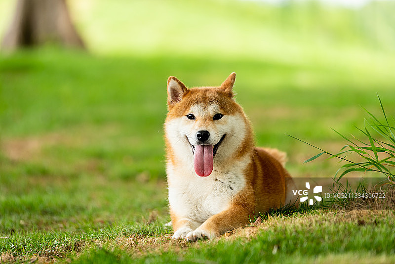 柴犬拍摄图片素材