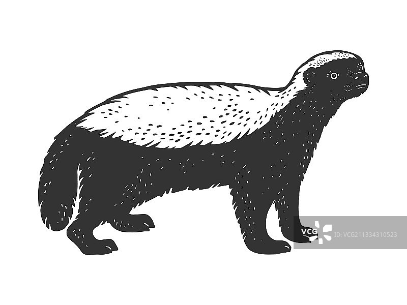 蜜獾素描图片素材