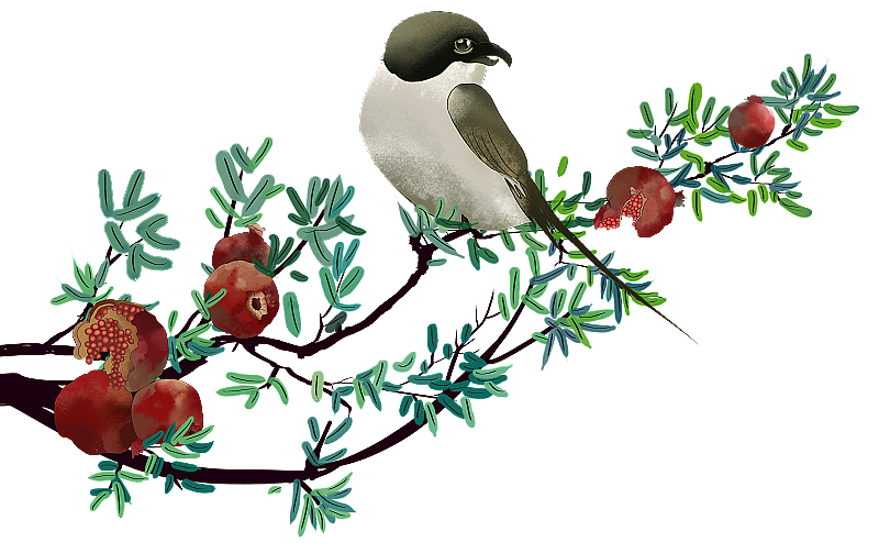 中国风国画 停留在石榴树枝上的小鸟图片素材