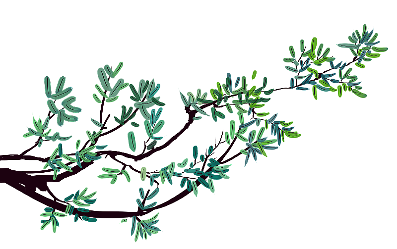 一棵石榴树图片素材