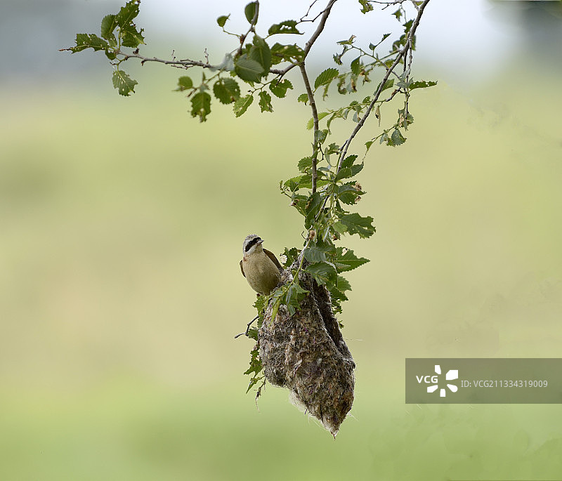 呼兰河畔中华攀雀图片素材