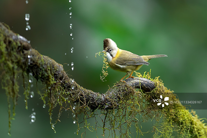 黄颈凤鹛图片素材