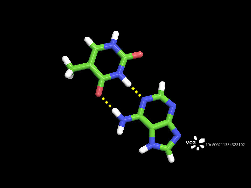 腺嘌呤-胸腺嘧啶碱基对图片素材