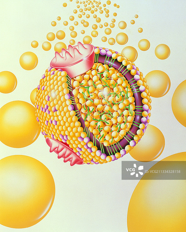 低密度脂蛋白颗粒图片素材