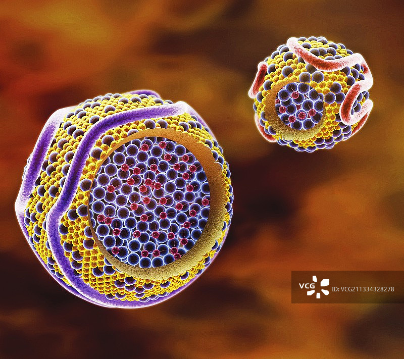 低密度脂蛋白和高密度脂蛋白胆固醇图片素材