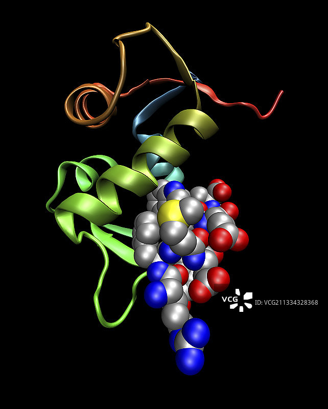 p53肿瘤蛋白与Mdm2蛋白结合图片素材